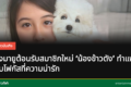 น้องมายูกำลังเล่นกับน้องข้าวตัง