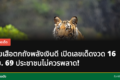 หวยเสือตกถังพลังเงินดี