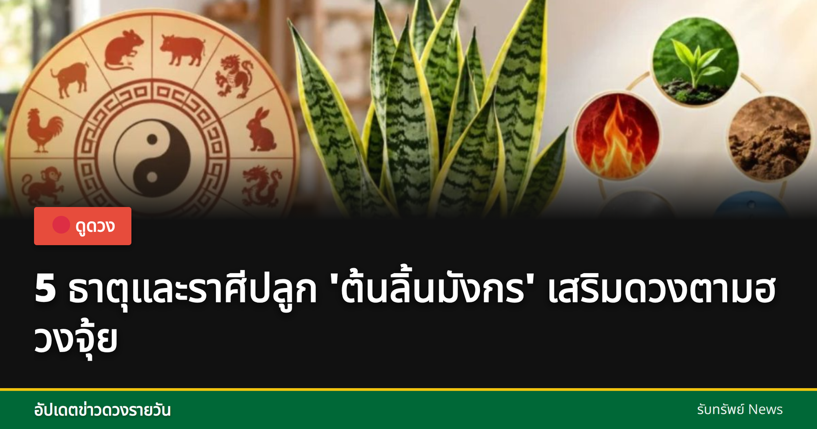 ต้นลิ้นมังกรในบ้าน